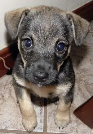 Cachorro raça SRD idade Abaixo de 2 meses nome chiquinho
