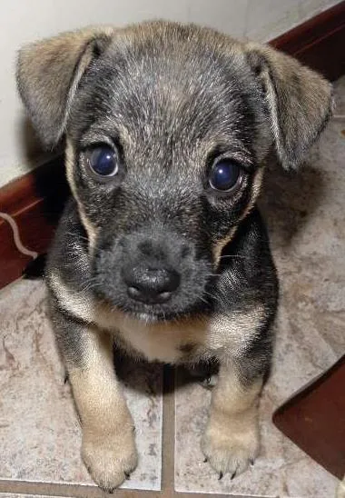 Cachorro ra a SRD idade Abaixo de 2 meses nome chiquinho