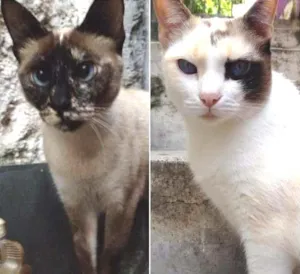Gato raça Vira Lata idade 5 anos nome Sofia e Pig