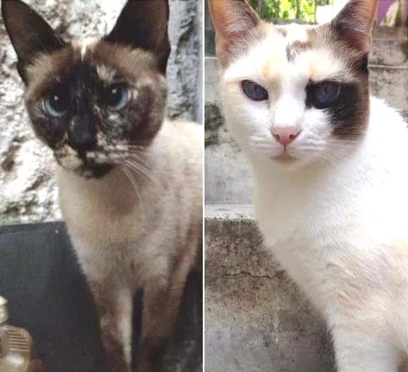 Gato ra a Vira Lata idade 5 anos nome Sofia e Pig