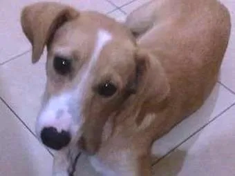 Cachorro ra a SRD idade 1 ano nome Lily