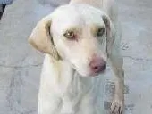 Cachorro raça Desconhecida  idade 2 anos nome Sem nome 