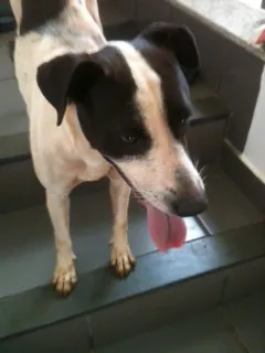 Cachorro ra a SRD idade 1 ano nome Menina