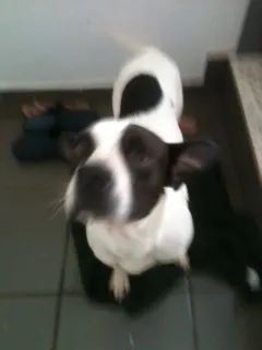 Cachorro ra a SRD idade 1 ano nome Menina