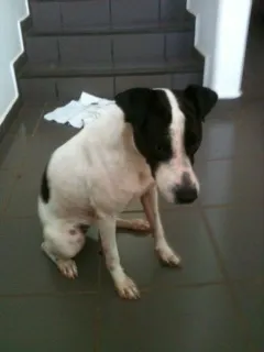 Cachorro ra a SRD idade 1 ano nome Menina