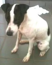 Cachorro ra a SRD idade 1 ano nome Menina