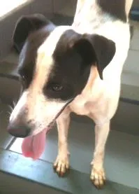 Cachorro ra a SRD idade 1 ano nome Menina