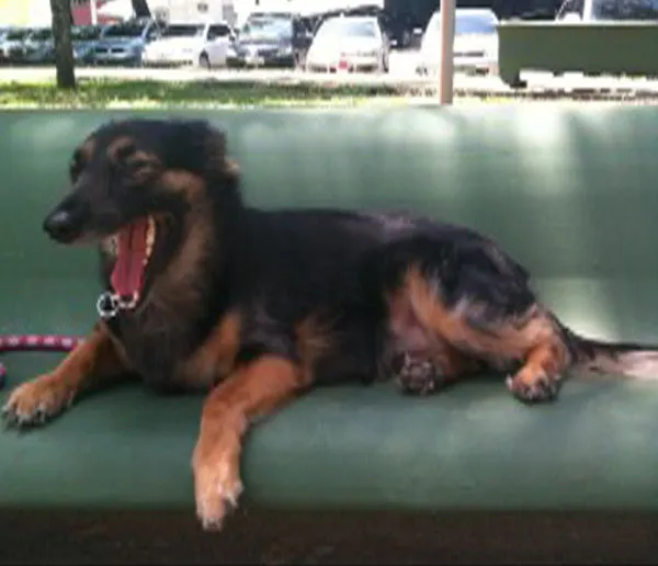 Cachorro raça SRD idade 5 anos nome Pretinha