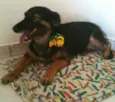 Pretinha