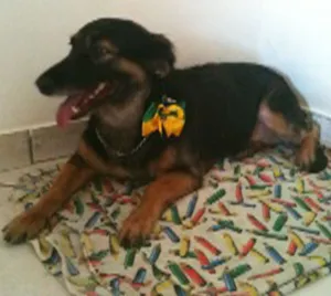 Cachorro raça SRD idade 5 anos nome Pretinha