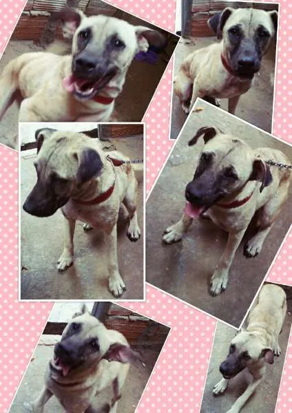 Cachorro raça indefinida  idade 7 a 11 meses nome Princesa ??