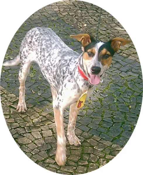 Cachorro ra a desconhecido idade 1 ano nome desconhecido