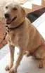 Cachorro raça Labrador  idade 6 ou mais anos nome Cosmo