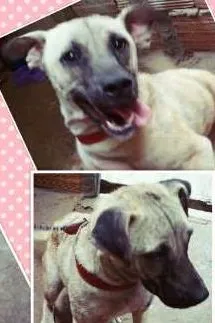 Cachorro raça indefinida  idade 7 a 11 meses nome Princesa ??