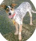 desconhecido