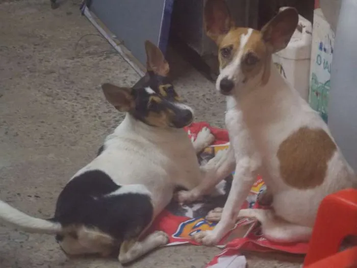 Cachorro ra a vira-lata idade 1 ano nome Bolinha e Orelinha