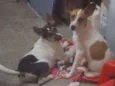 Bolinha e Orelinha