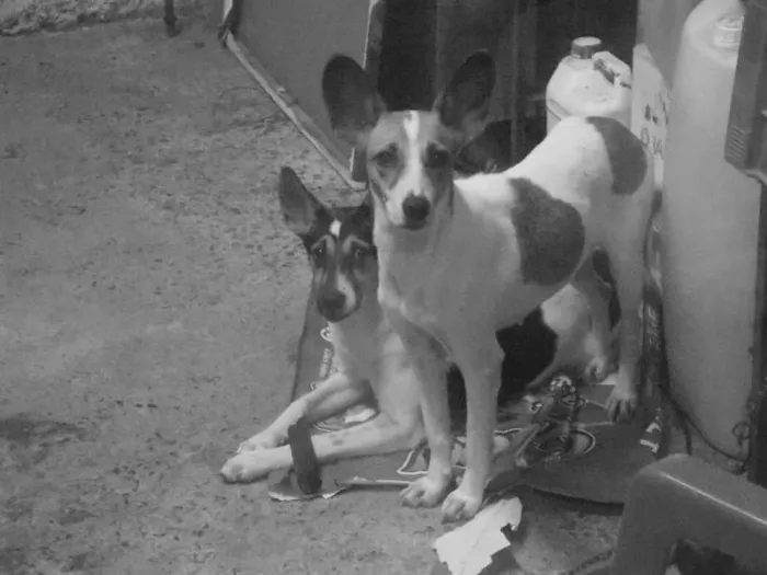 Cachorro ra a vira-lata idade 1 ano nome Bolinha e Orelinha