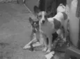 Bolinha e Orelinha