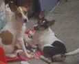 Bolinha e Orelinha