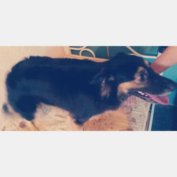 Cachorro ra a Não definida  idade  nome pretinha