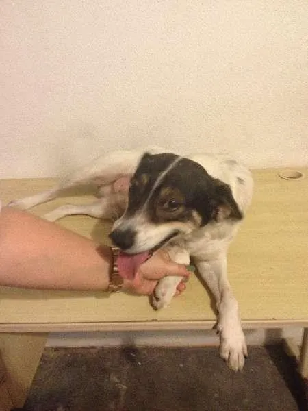 Cachorro ra a SRD idade 4 anos nome Zayon