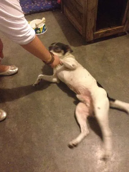 Cachorro ra a SRD idade 4 anos nome Zayon