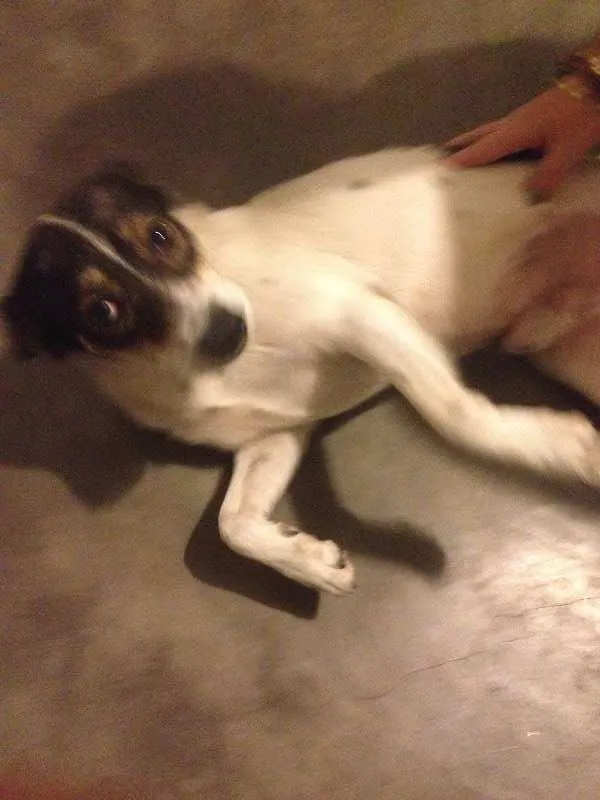 Cachorro ra a SRD idade 4 anos nome Zayon