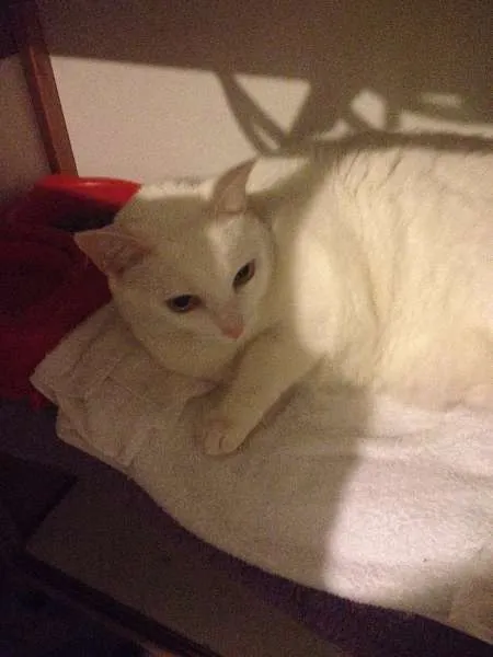 Gato ra a SRD idade 6 ou mais anos nome Laura