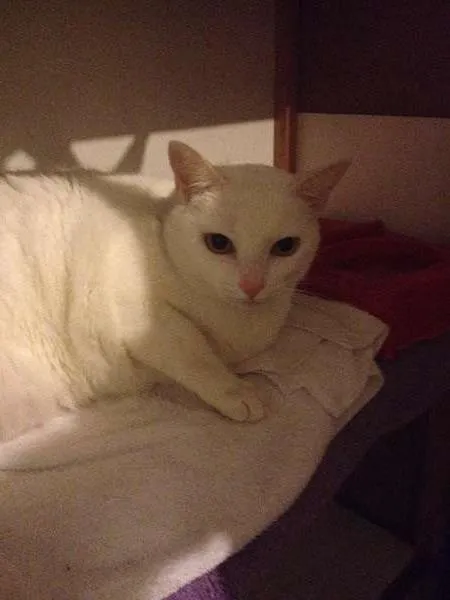 Gato ra a SRD idade 6 ou mais anos nome Laura