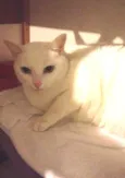 Laura
