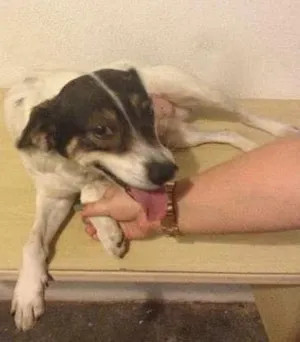 Cachorro raça SRD idade 4 anos nome Zayon