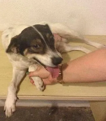 Cachorro ra a SRD idade 4 anos nome Zayon