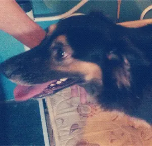 Cachorro raça Não definida  idade  nome pretinha