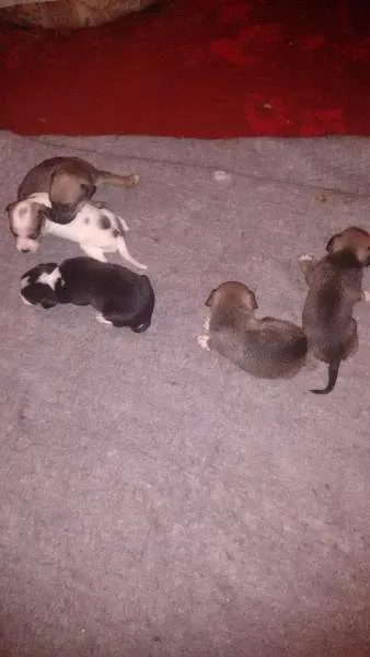 Cachorro ra a indefinida idade Abaixo de 2 meses nome Bidu
