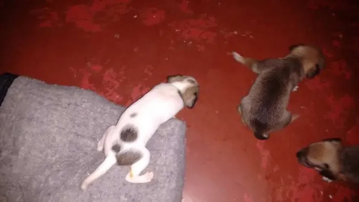 Cachorro ra a indefinida idade Abaixo de 2 meses nome Bidu