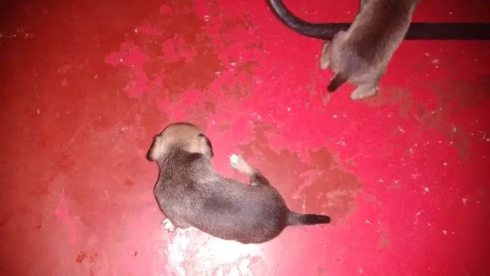 Cachorro ra a indefinida idade Abaixo de 2 meses nome Bidu