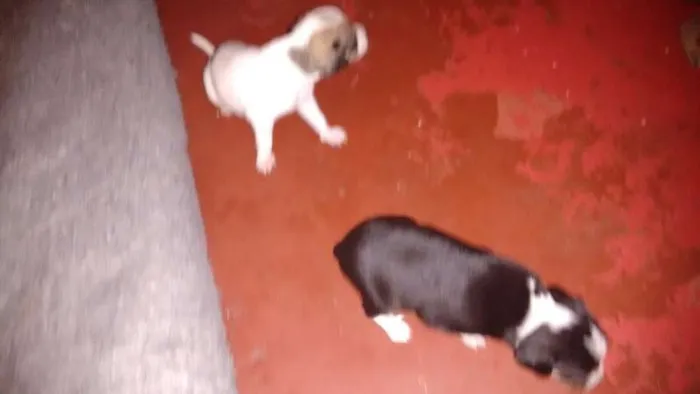 Cachorro ra a indefinida idade Abaixo de 2 meses nome Bidu