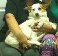 Pituchinha