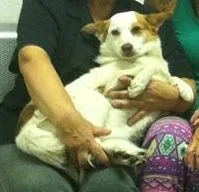 Cachorro ra a SRD idade 2 anos nome Pituchinha