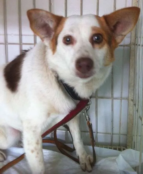 Cachorro ra a SRD idade 2 anos nome Pituchinha