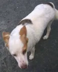 Pituchinha