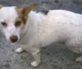 Pituchinha