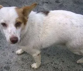 Cachorro ra a SRD idade 2 anos nome Pituchinha