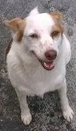 Cachorro ra a SRD idade 2 anos nome Pituchinha
