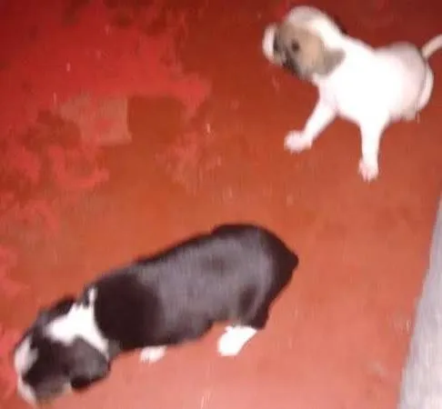 Cachorro ra a indefinida idade Abaixo de 2 meses nome Bidu