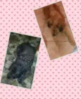 CHITARA,E PRETO