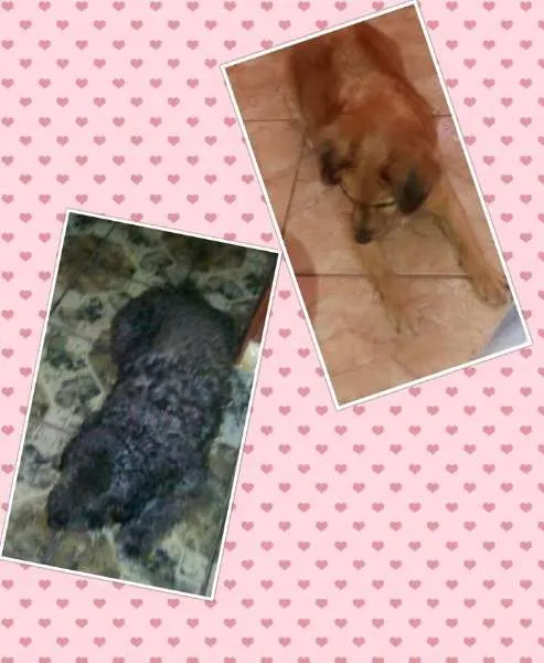 Cachorro ra a SRD E POODLE idade 1 ano nome CHITARA,E PRETO