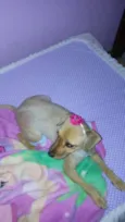 CHITARA,E PRETO