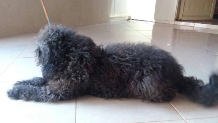 Cachorro ra a SRD E POODLE idade 1 ano nome CHITARA,E PRETO